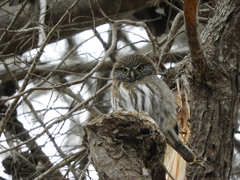 Glaucidium nana