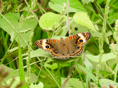 Junonia zonalis