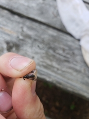 Chrysops univittatus