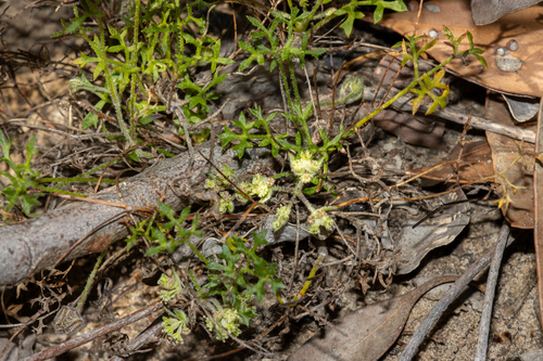 cut-leaf xanthosia (Xanthosia leiophylla)