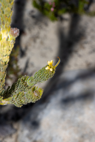 Adenanthos terminalis (Adenanthos terminalis)
