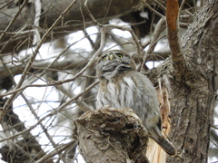 Glaucidium nana
