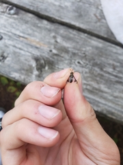 Chrysops univittatus