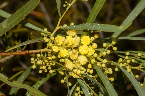 coast golden wattle (Acacia leiophylla)