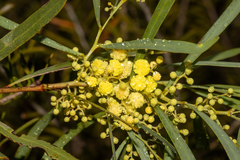 Acacia leiophylla