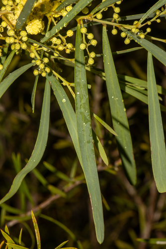 Acacia leiophylla, photograph 2