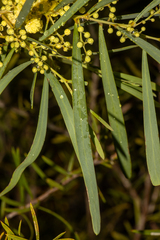 Acacia leiophylla, photograph T. Hammer, CC BY, iNaturalist via GBIF
