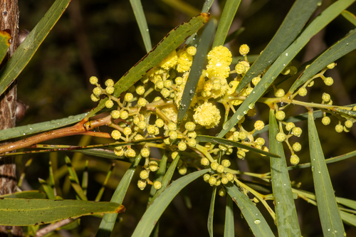 Acacia leiophylla, photograph 1