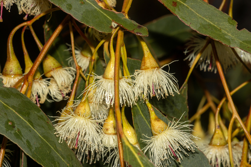 White ironbark (Eucalyptus leucoxylon)