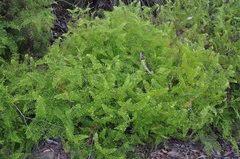 Gleichenia dicarpa