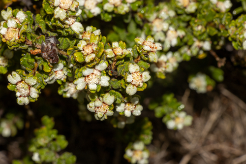 Kangaroo Island Spyridium (Spyridium halmaturinum)