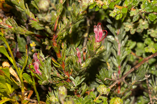 Adenanthos macropodianus (Adenanthos macropodianus)