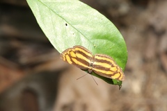 Lasippa tiga siaka