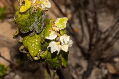 Lasiopetalum schulzenii, photograph 3