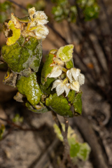 (c) T. Hammer, some rights reserved (CC BY) Lasiopetalum schulzenii, photograph (c) T. Hammer, some rights reserved (CC BY)