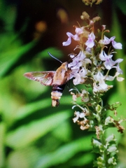 Hemaris diffinis