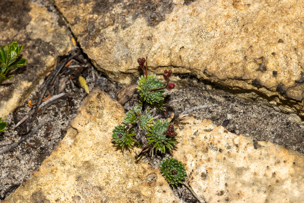 Stylidium tepperianum (Stylidium tepperianum)