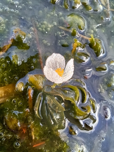 Image of Elodea densa by no rights reserved