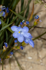 Orthrosanthus multiflorus, photograph (c) T. Hammer, some rights reserved (CC BY)
