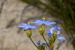 Orthrosanthus multiflorus, photograph (c) T. Hammer, some rights reserved (CC BY)