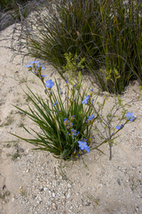 Orthrosanthus multiflorus, photograph (c) T. Hammer, some rights reserved (CC BY)