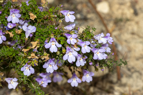 Prostanthera spinosa, photograph 6