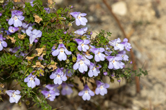 Prostanthera spinosa, photograph (c) T. Hammer, some rights reserved (CC BY)
