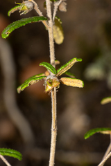 Correa decumbens, photograph (c) T. Hammer, some rights reserved (CC BY)