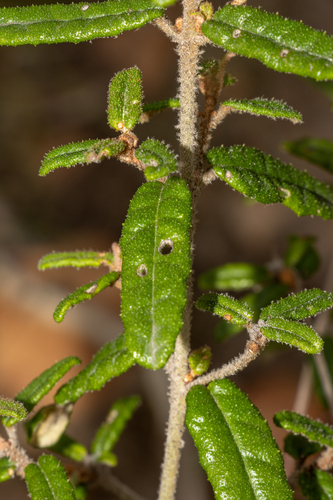 Correa decumbens, photograph 4