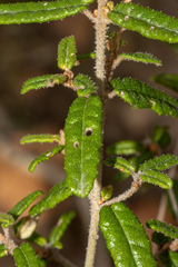 Correa decumbens, photograph (c) T. Hammer, some rights reserved (CC BY)