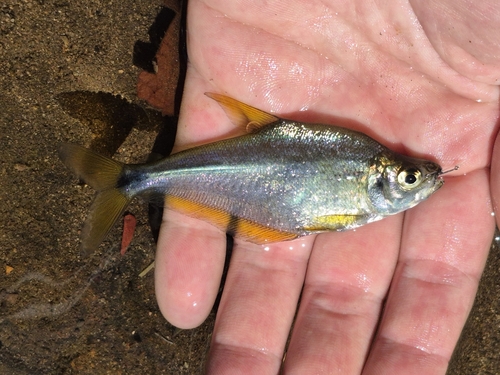 Glaszalm (Roeboides bouchellei) — Characidae