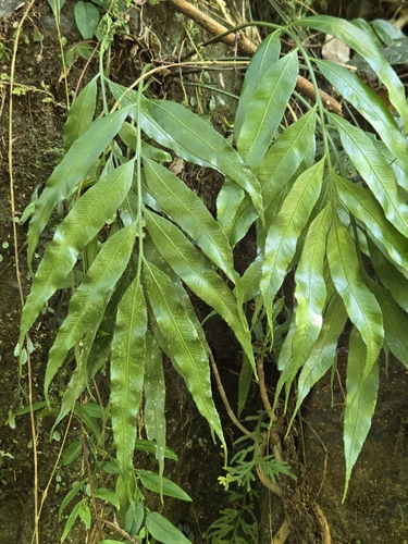 Asplenium formosae, photograph 4