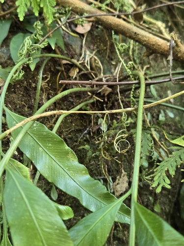 Asplenium formosae, photograph 5