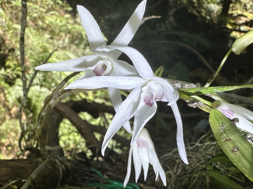 Dendrobium okinawense Hatus. & Ida