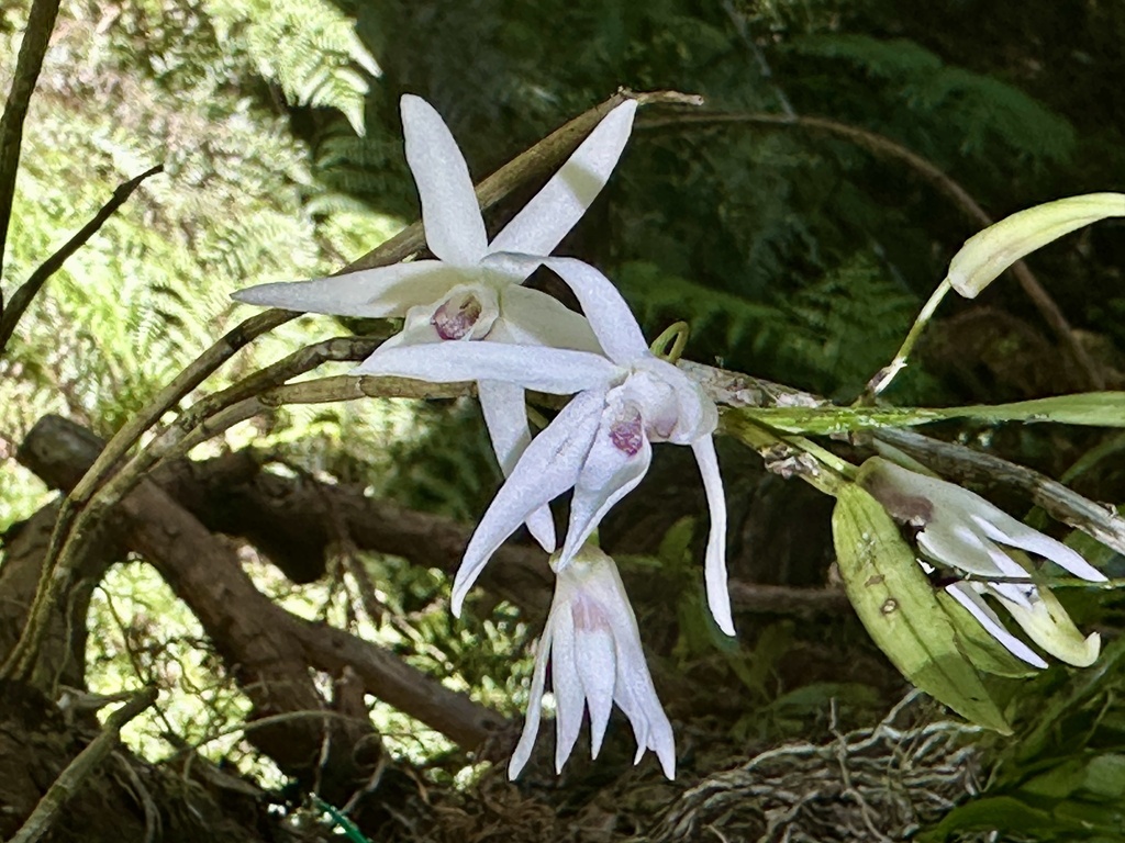 Dendrobium okinawense Hatus. & Ida 4