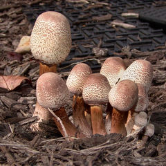 Leucoagaricus americanus