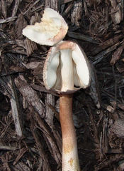 Leucoagaricus americanus