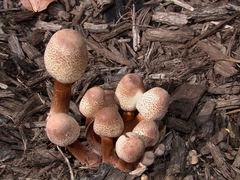 Leucoagaricus americanus