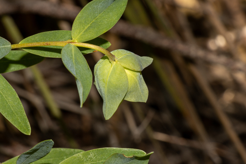 Kangaroo Island Riceflower (Pimelea macrostegia)