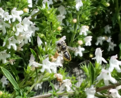 Megachile