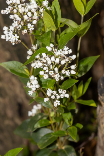 oval-leaf logania (Logania ovata)