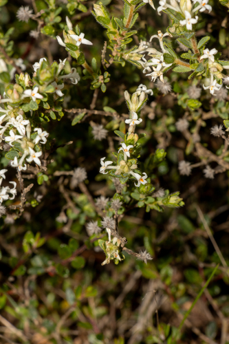 heath riceflower (Pimelea phylicoides)