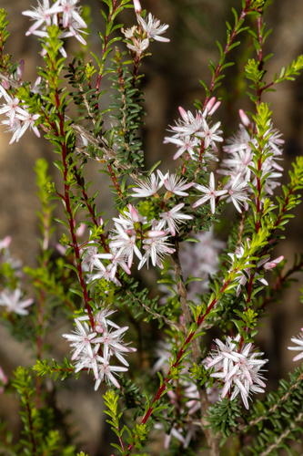 smooth fringe-myrtle (Calytrix glaberrima)