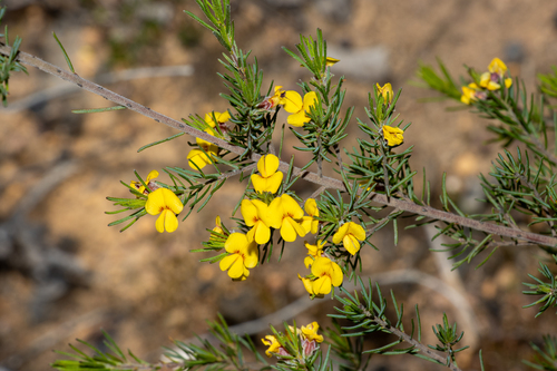 dark bush-pea (Pultenaea viscidula)