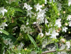 Megachile