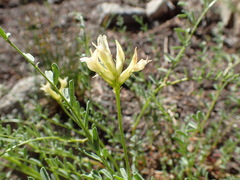 Astragalus bolanderi