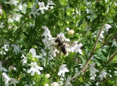 Megachile