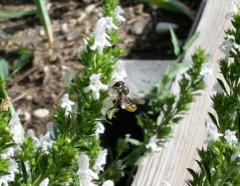 Megachile