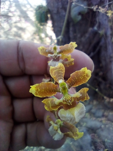 Oncidium leleui (Oncidium leleui)