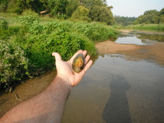 Unionoidea